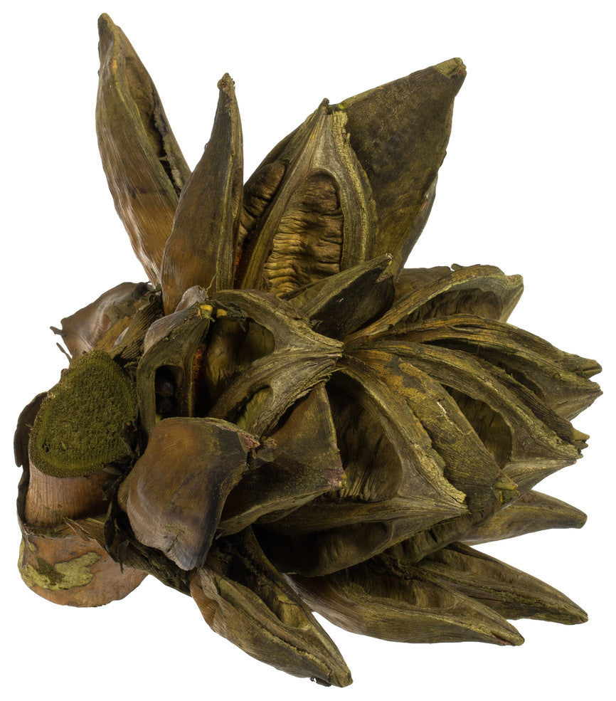 Vickerman H2Sta100 6" Basil Star Pod, 1 Piece, Dried