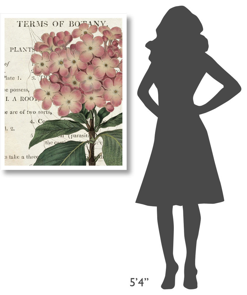 "Bicolor Phlox Botany" Digital Paper Print by Sue Schlabach, 30"x37"