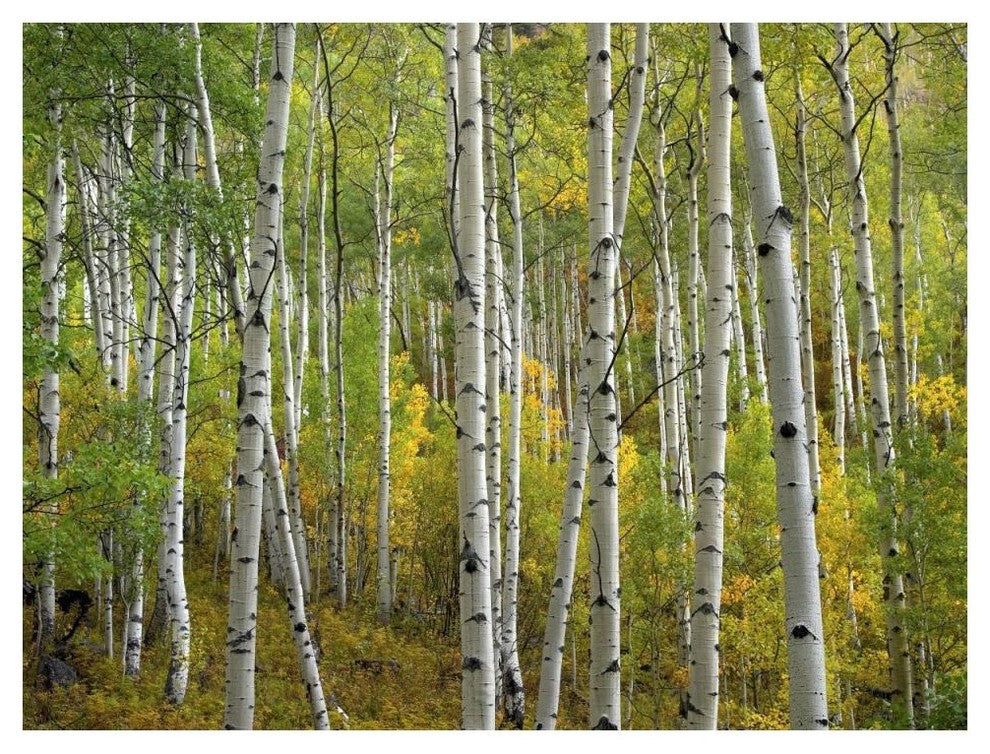 "Aspen trees in fall, Colorado" Digital Paper Print by Tim Fitzharris, 50"x38"