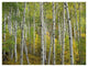 "Aspen trees in fall, Colorado" Digital Paper Print by Tim Fitzharris, 50"x38"