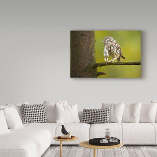 Milan Zygmunt 'Little Owl' Canvas Art, 19"x12"