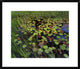 Pond With Lily Pads and Grasses, Cape Cod, Massachusetts, 26"x22"