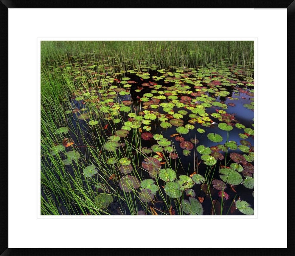 Pond With Lily Pads and Grasses, Cape Cod, Massachusetts, 26"x22"