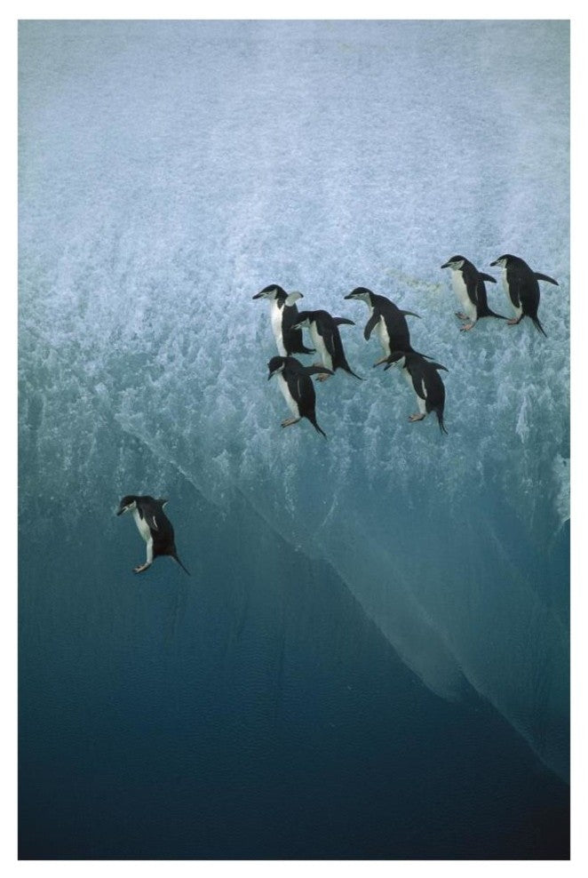 "Chinstrap Penguins jumping off iceberg, Sandwich Islands" Paper Art, 26"x38"