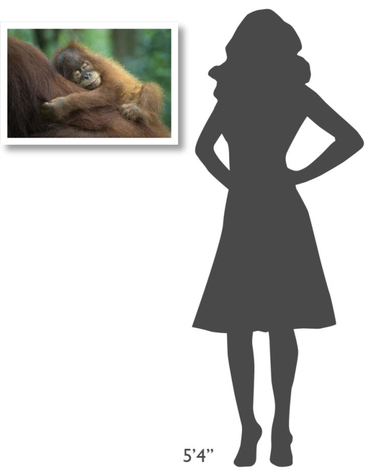 "Sumatran Orangutan baby sleeping on mother, north Sumatra" Paper Art, 26"x18"
