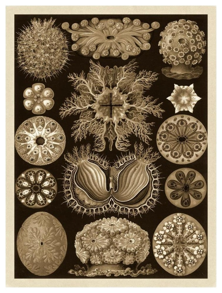 "Haeckel Nature Illustrations: Ascidiae - Sepia Tint" Print, 38"x50"