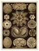 "Haeckel Nature Illustrations: Ascidiae - Sepia Tint" Print, 38"x50"