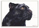 Black Panther Large Cat Animal Watercolor Painting, 12"x18"