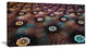 Brown Flowers on Alien Planet, Floral Canvas Art Print, 40x20