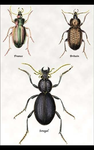 Beetles of Senegal, Britain and France #1- Fine Art Giclee Print 24" x 36"