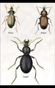 Beetles of Senegal, Britain and France #1- Fine Art Giclee Print 24" x 36"