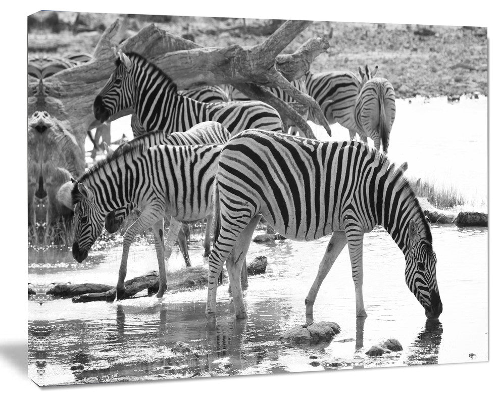 Herd of Zebra Black and White, African Canvas Art Print, 40"x30"