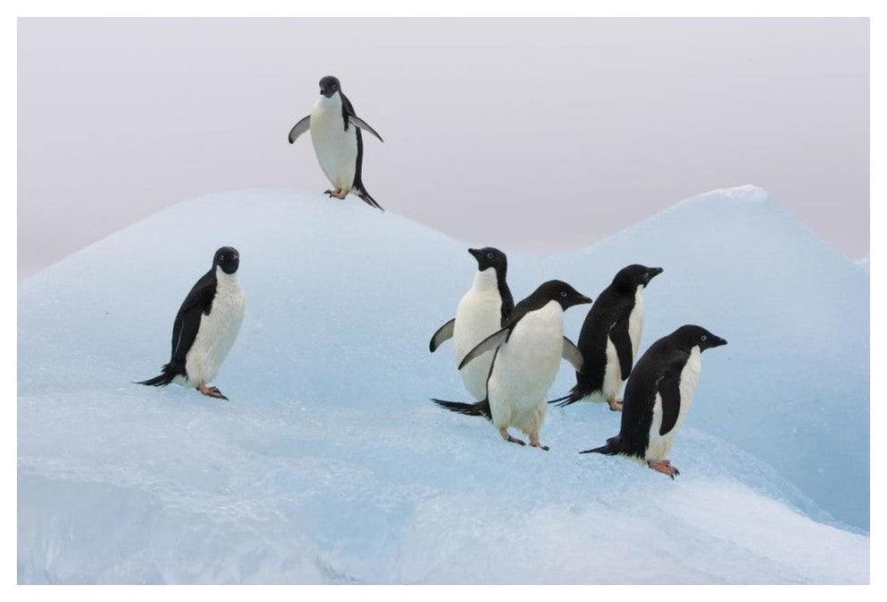 "Adelie Penguin standing on iceberg, Paulet Island" Paper Art, 50"x34"