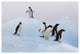 "Adelie Penguin standing on iceberg, Paulet Island" Paper Art, 50"x34"
