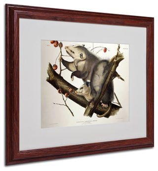 'Virginian Opossum' Matted Framed Canvas Art by John James Audubon