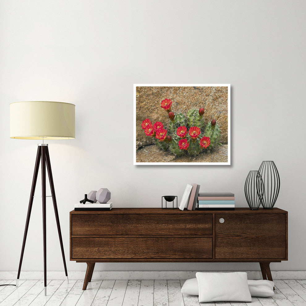 "Claret Cup Cactus flowering, Utah" Paper Print by Tim Fitzharris, 38"x32"