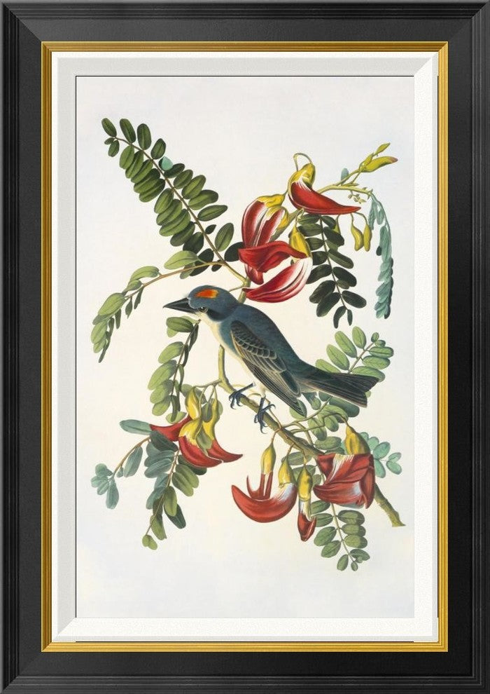 "Gray Tyrant" Framed Canvas Giclee by John James Audubon, 20x28"