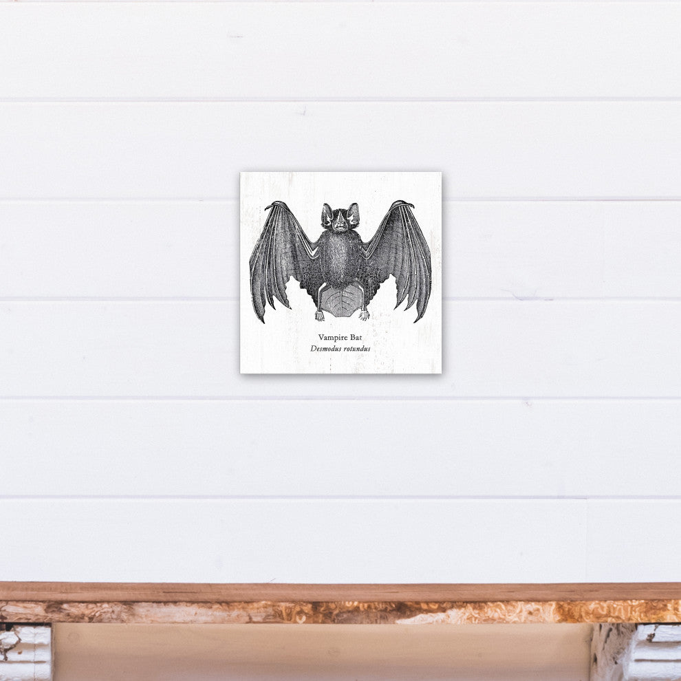Vampire Bat 12x12 Canvas Wall Art