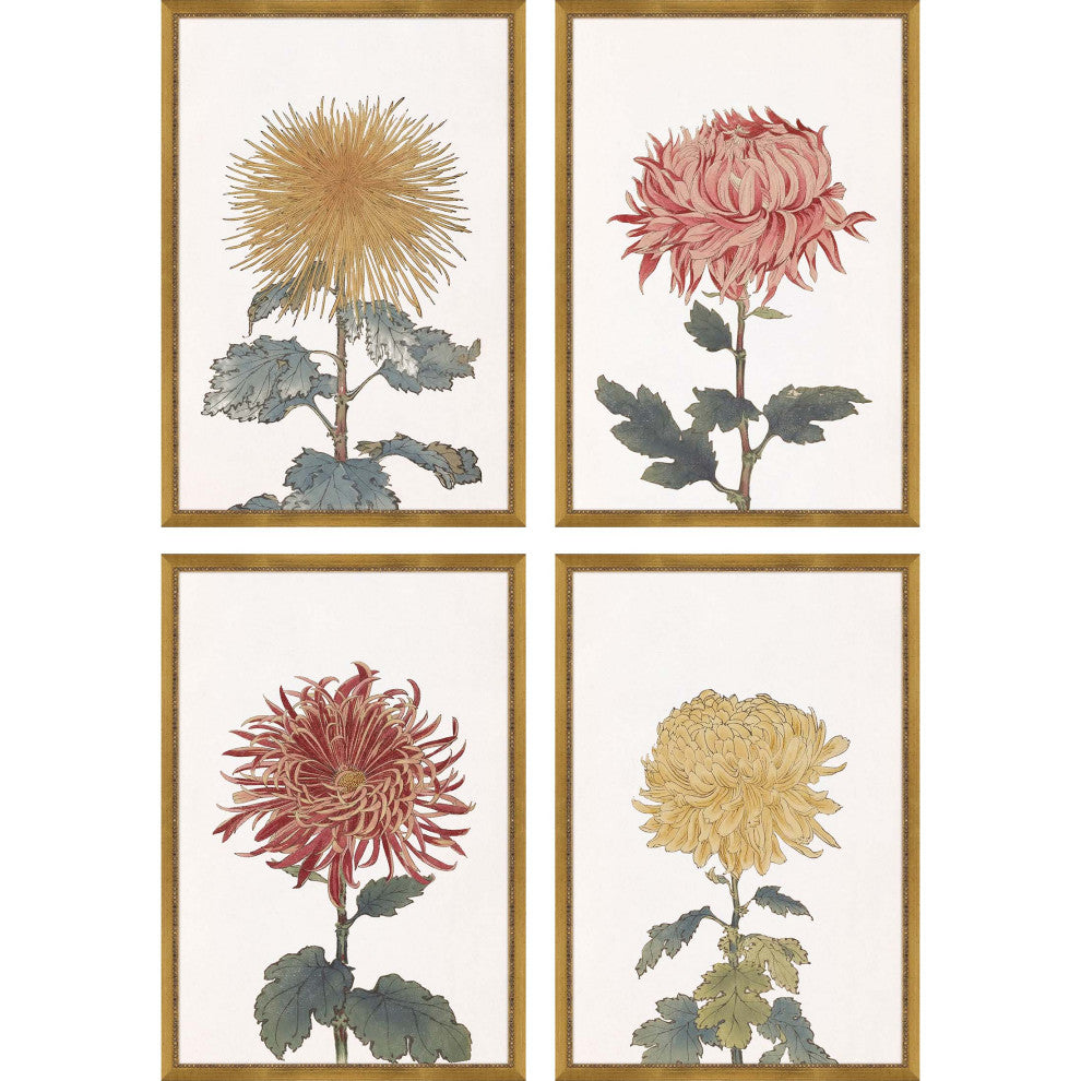 Chrysanthemum, 4-Piece Set Framed Art