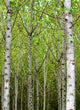 "Into the Woods, Eight" Canvas, 32"x44"