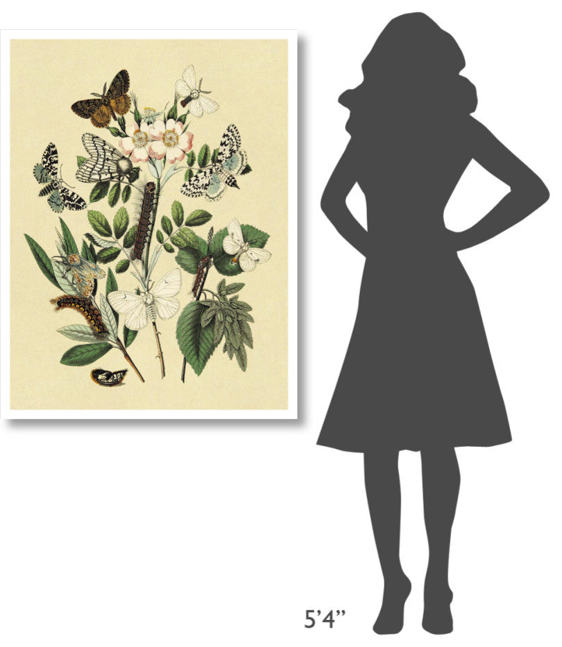 "Moths: L. Salicis, O. Dispar, et al." Paper Print by W. F. Kirby, 32"x42"
