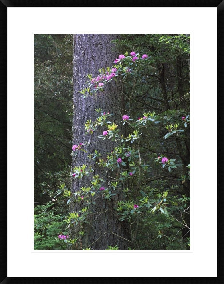 Coast Redwood Trunk and Pacific Rhododendron, Redwood Np, California, 24"x30"