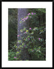 Coast Redwood Trunk and Pacific Rhododendron, Redwood Np, California, 24"x30"