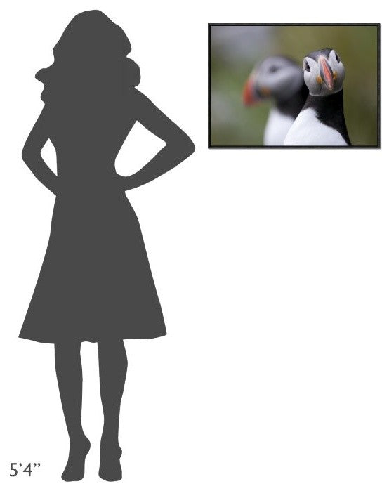 "Posing Puffin" Framed Canvas Giclee by Olof Petterson, 25x19"