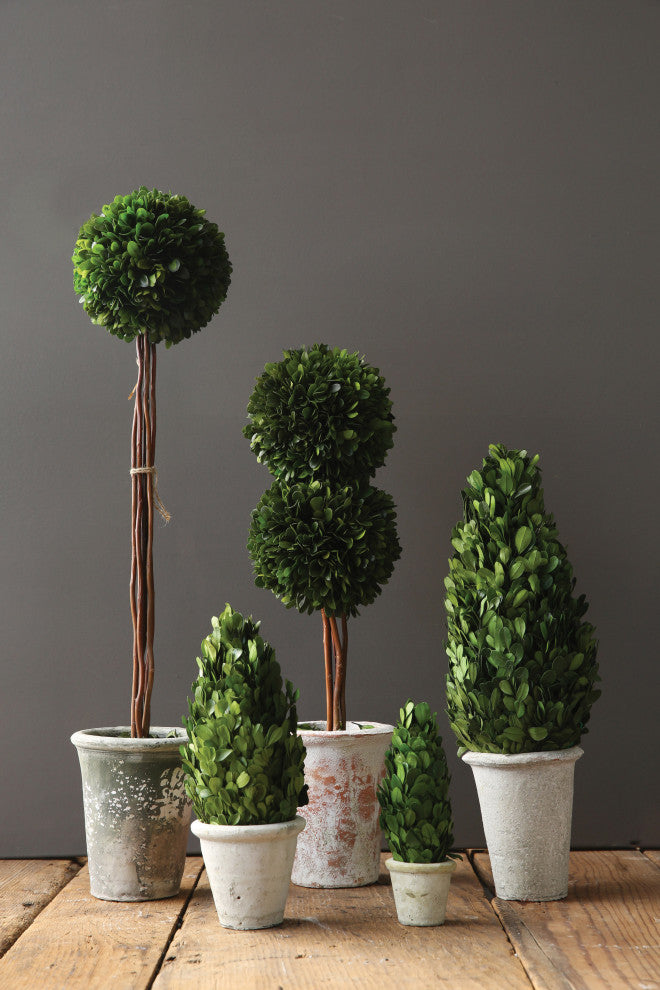 17" Preserved Boxwood Cone Topiary in Clay Pot