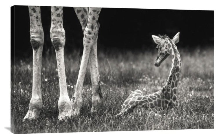 "Well Protected" Stretched Canvas Giclee by Andreas Feldtkeller, 30"x19"