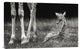 "Well Protected" Stretched Canvas Giclee by Andreas Feldtkeller, 30"x19"