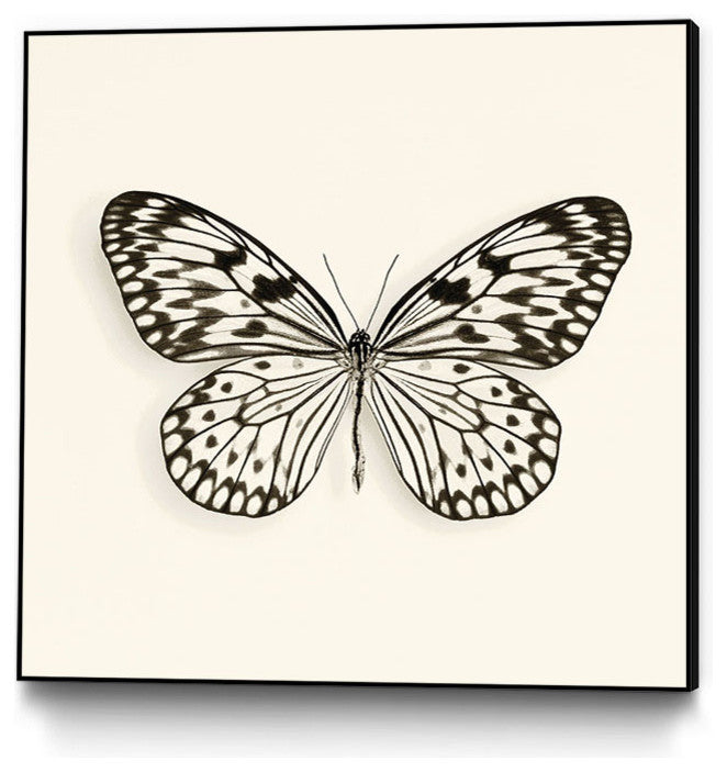 "Butterfly V Bw Crop" Art Block Framed Canvas, 30"x30"