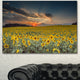 Sunflower Sunset with Cloudy Sky, Large Landscape Canvas Art, 40"x30"