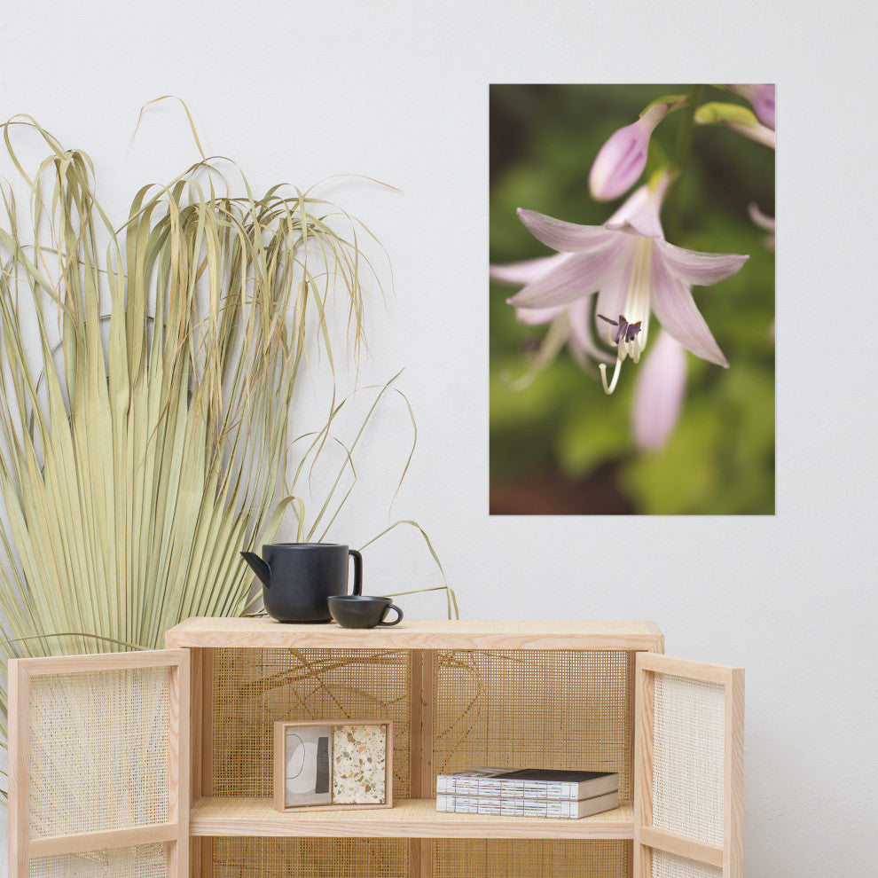 Softened Hosta Bloom Nature Photography, Floral Unframed Wall Art Print, 24" X 36"