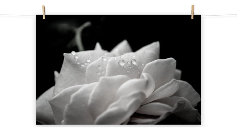 Delicate Rose Black & White Nature Photo Floral Unframed Wall Art Print, 11" X 14"