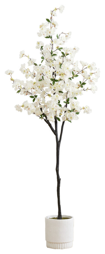 Full, front-facing view of the entire cherry blossom tree on a uniform white background; no text