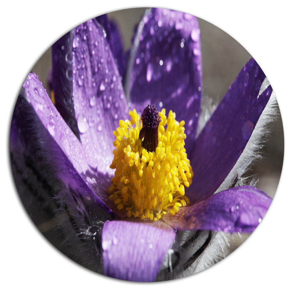 Purple Flower With Yellow Stigma, Floral Large Disc Metal Wall Art, 11"