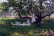 Julian Onderdonk The Old Apple Tree, 18"x27" Wall Decal Print