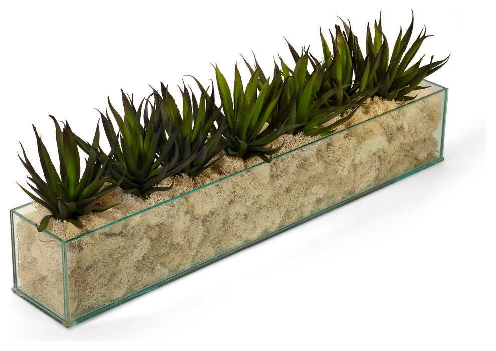 Agave in Rectangle Glass With Cream Moss