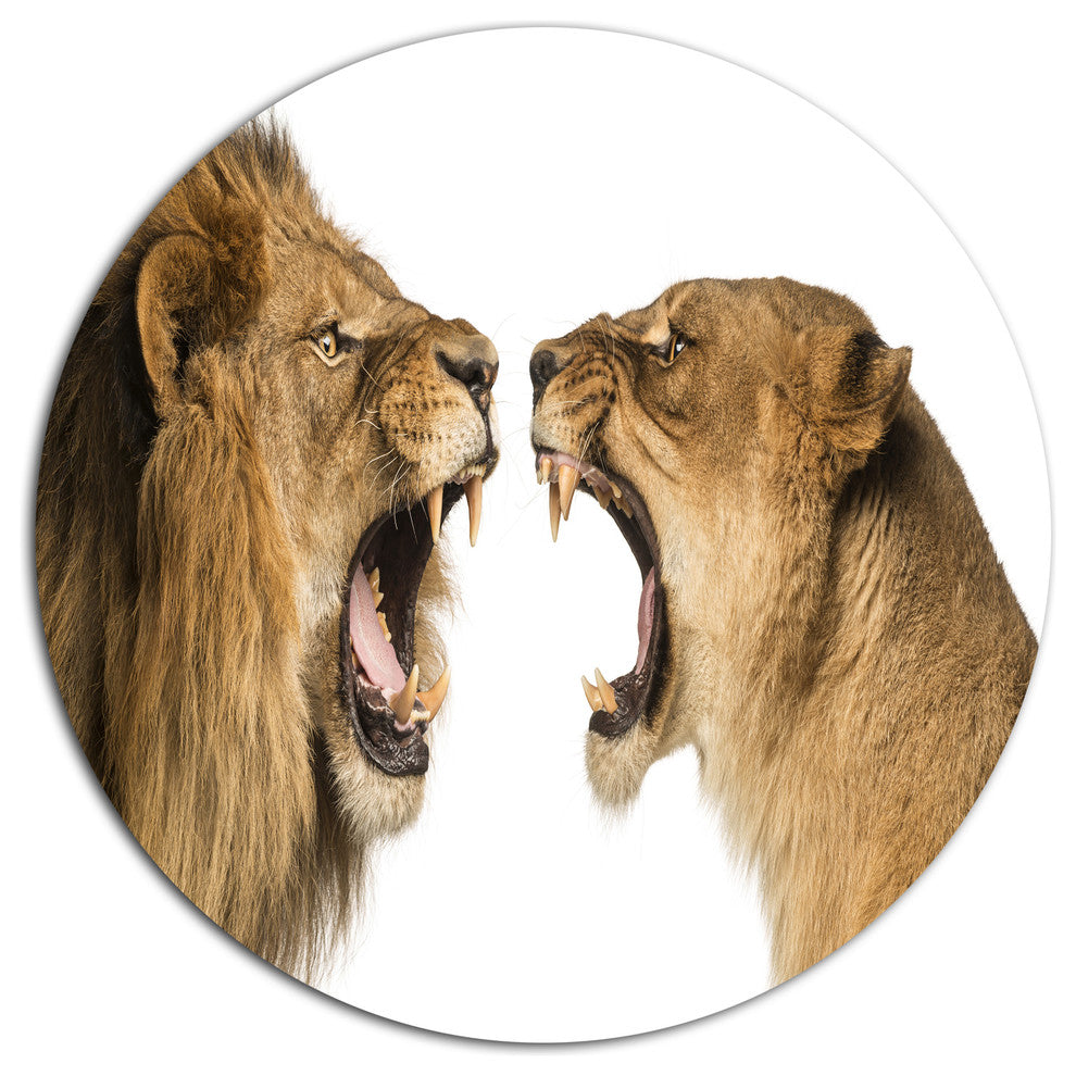 Lion And Lioness Roaring, Animal Disc Metal Wall Art, 23"