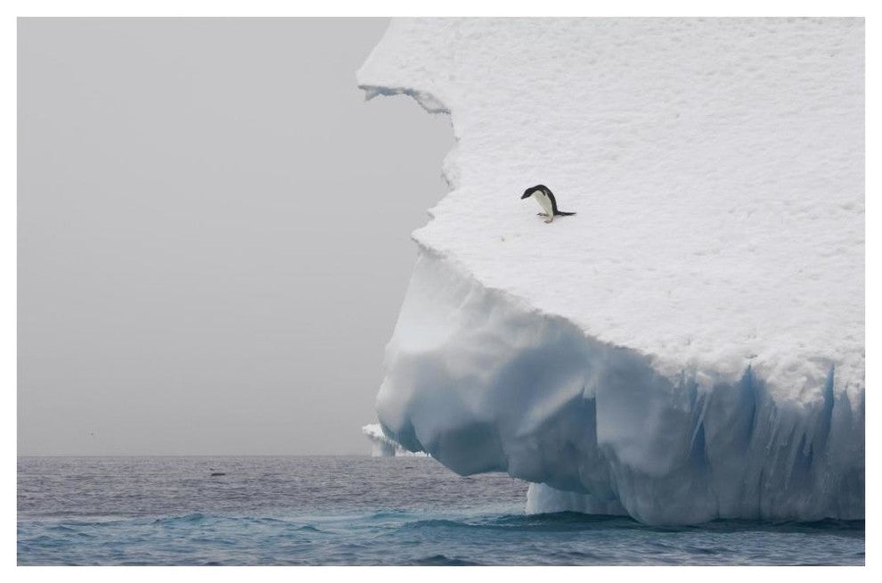 "Adelie Penguin on edge of iceberg, Paulet Island" Paper Art, 62"x42"
