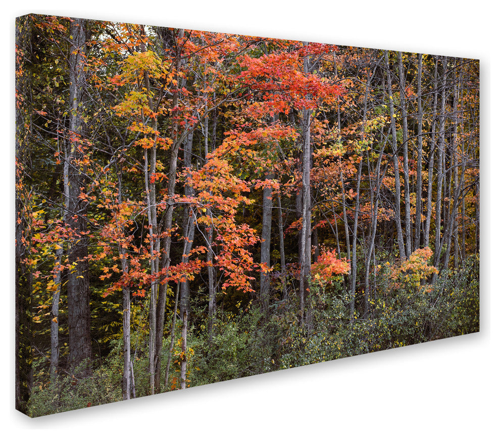 Jason Shaffer ''Autumn Tree Line'' Canvas Art, 19x12