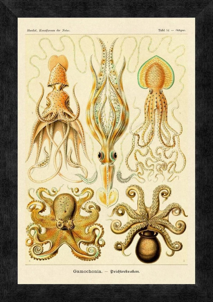 "Haeckel Nature Illustrations: Cephlopods" Framed Canvas Giclee, 14"x20"