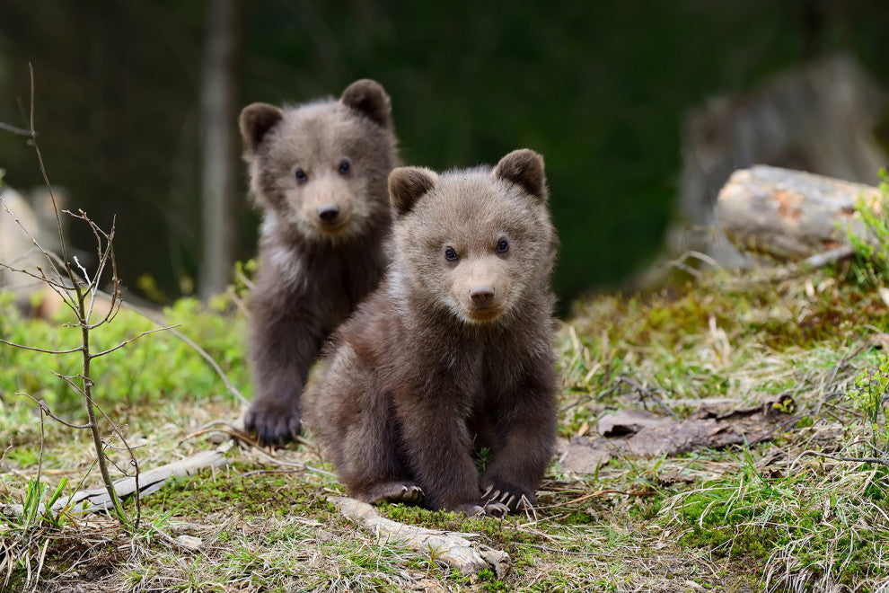 Baby Brown Bear Cubs In Forest Wildlife Photo Loose Wall Art Print, 12" X 16"