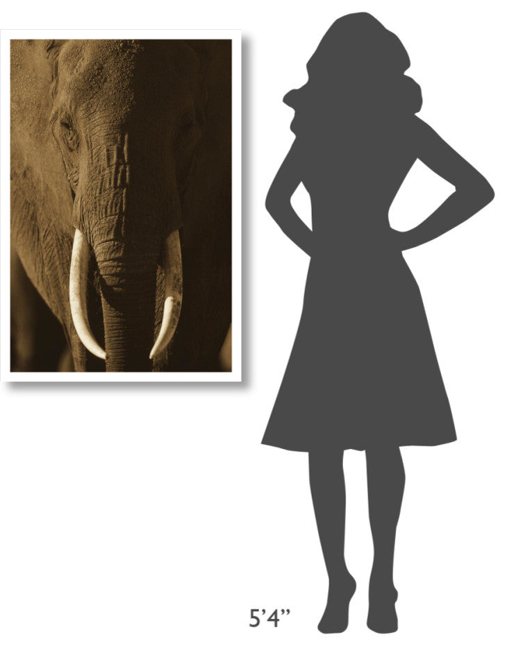 "African Elephant male portrait with long tusks, Kenya" Paper Art, 26"x38"