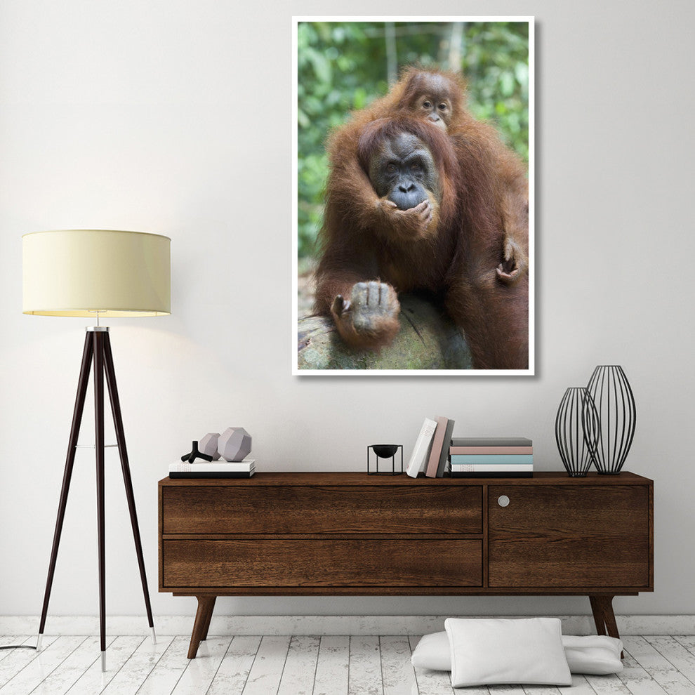 "Sumatran Orangutan mother and playful baby, north Sumatra" Paper Art, 42"x62"
