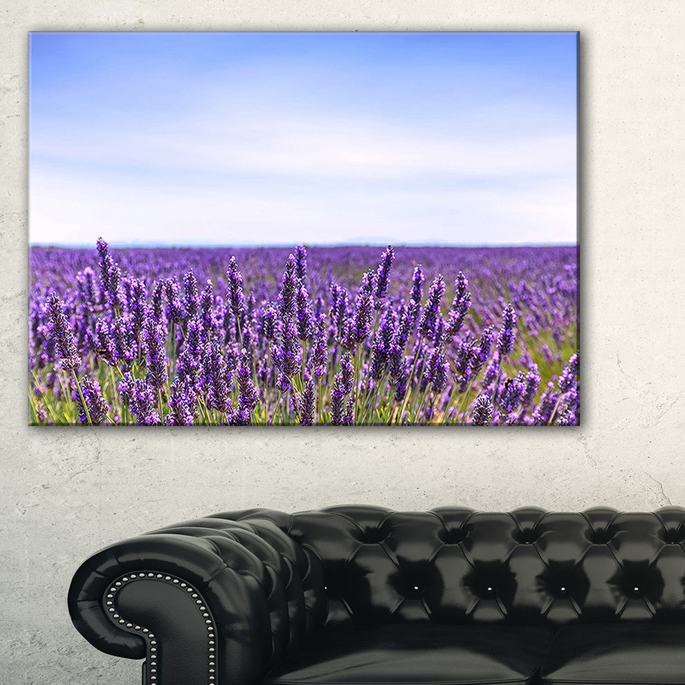 "Close View of Lavender Flower Field" Landscape Wall Art, 40"x20"