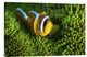 "Yellow Clownfish On Green Anemon" Canvas Giclee by Barathieu Gabriel, 30"x20"