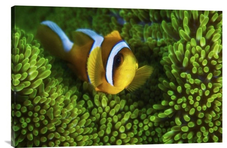 "Yellow Clownfish On Green Anemon" Canvas Giclee by Barathieu Gabriel, 30"x20"