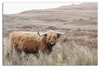 Highland Cow Landscape 18 x 12 Canvas Wall Art
